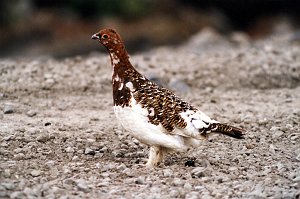 Ptarmigan, Rock, Denali Alaska  06-1996 B06P80I02